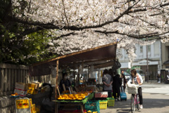 桜と蜜柑