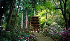 花の室生寺