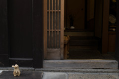 先斗町の兎