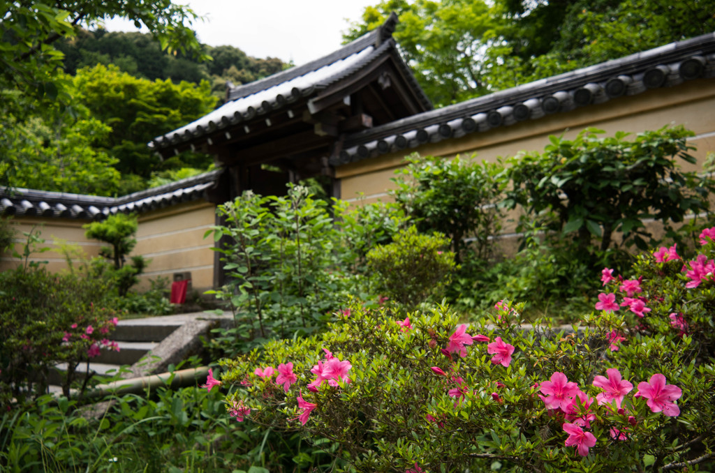 浄瑠璃寺　5月