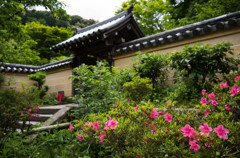 浄瑠璃寺　5月