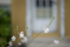 小さな花  August