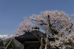 薬師桜