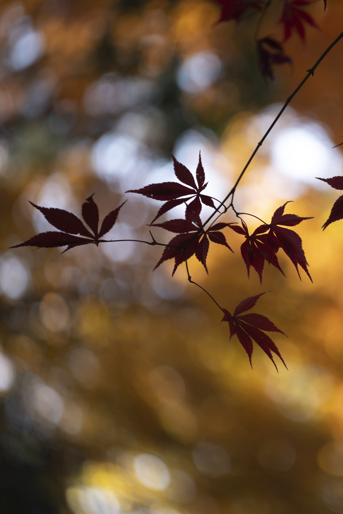 紅葉のシルエット