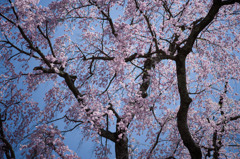 三春・桜紀行 (2)