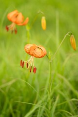 高原の夏の花