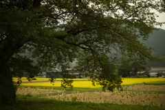 里の風景