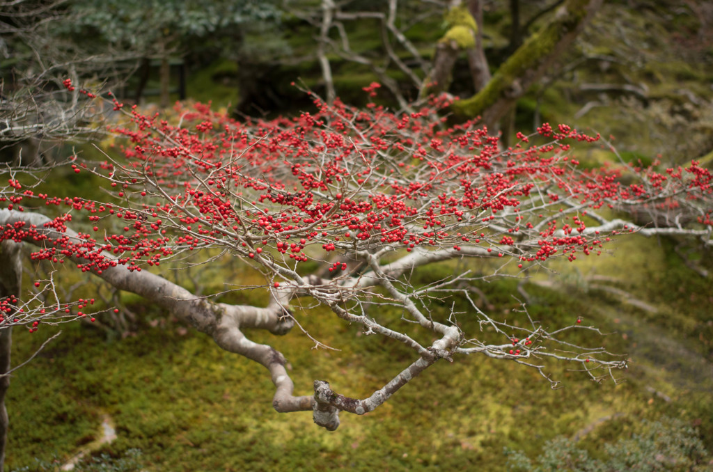 初春を寿ぐ