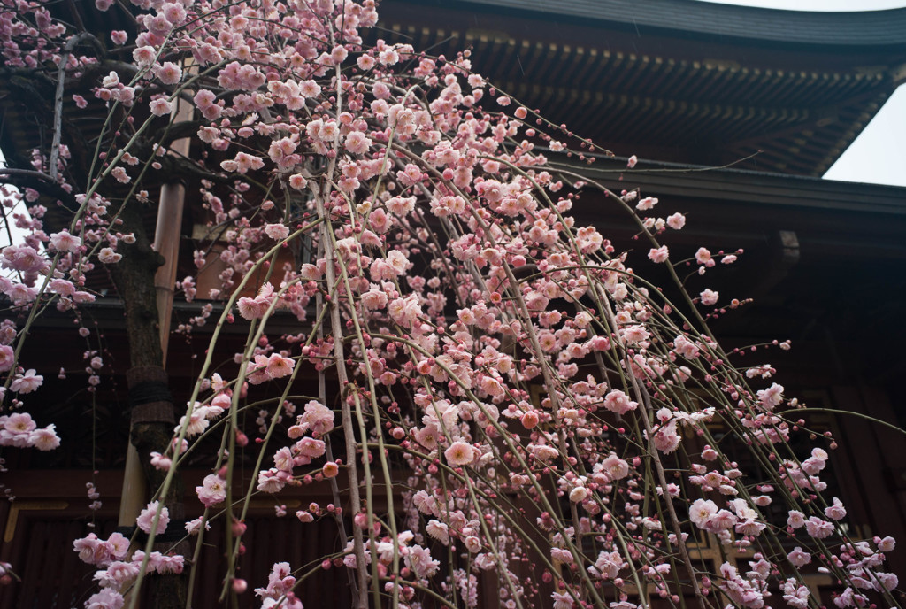 湯島天神　梅