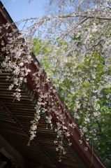 三春・桜紀行 (1)