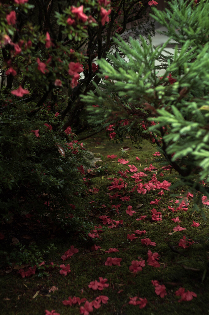 雨落花