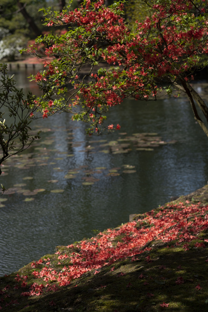 落花と泉水