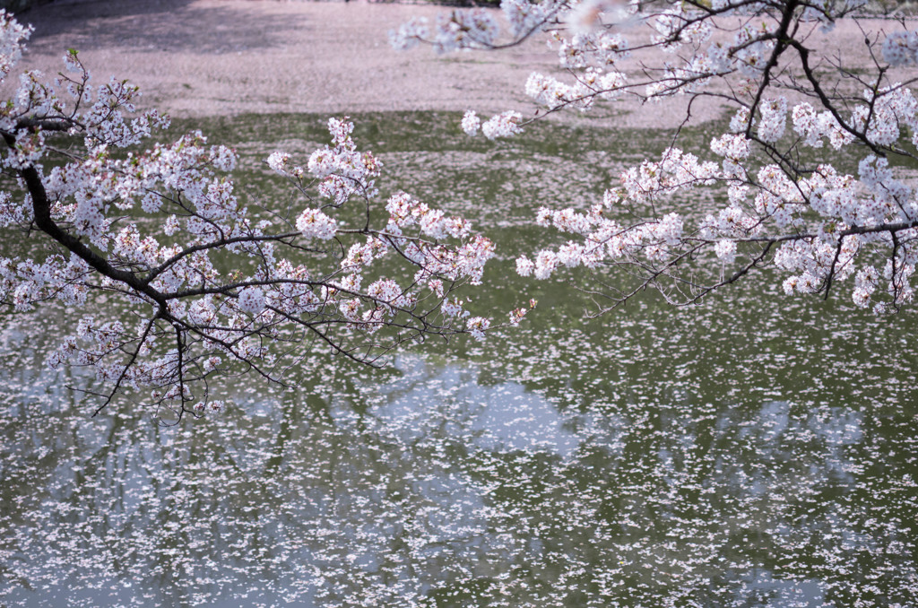 桜花