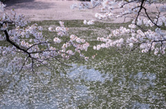 桜花