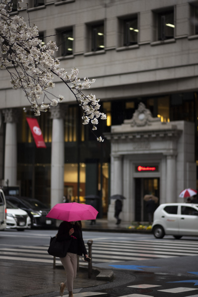 雨 桜