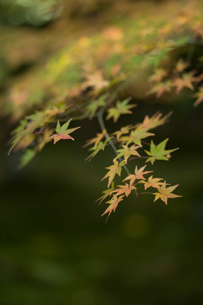 京紅葉