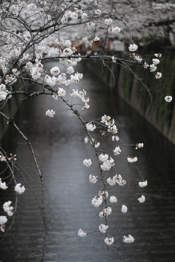 今日の桜