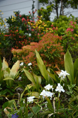 植栽