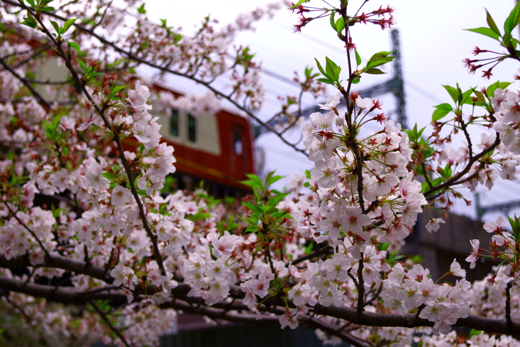 春は京急