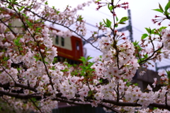 春は京急