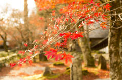 永源寺晩秋 