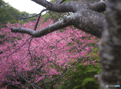 奄美大島は桜の季節