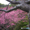 奄美大島は桜の季節