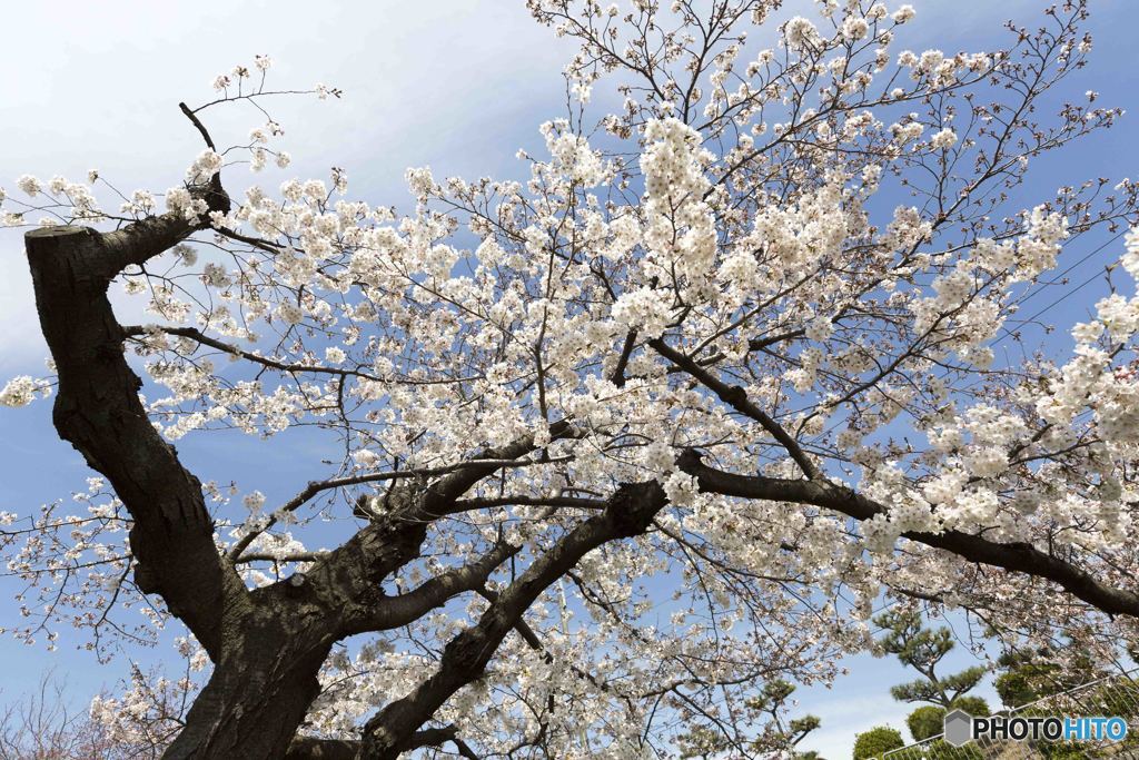 花見日和