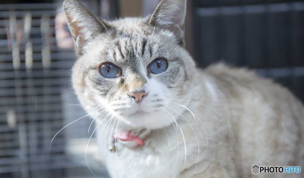 彦根のねこ