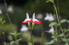 花の名知らず→チェリーセージだそうです