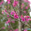 緋寒桜 