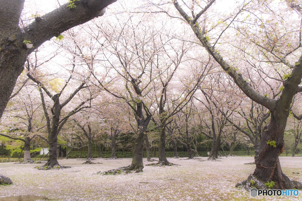 桜ちる