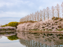 大阪城の桜