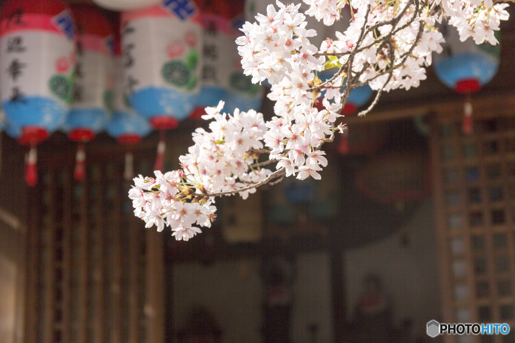 聖天さんの桜