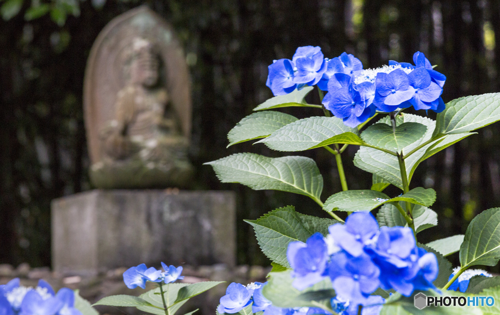 あじさい寺にて