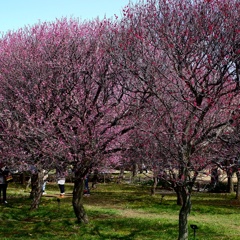 梅の花