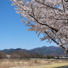 金川の春1