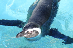 ペンギン