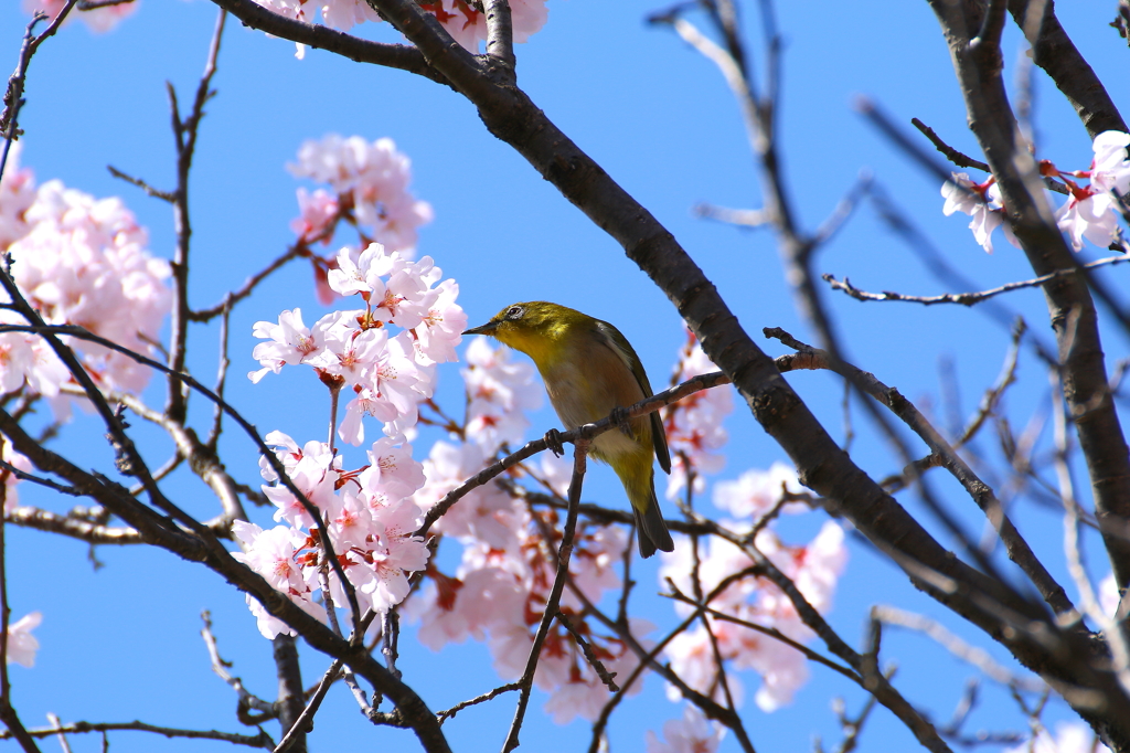 春とメジロと桜花