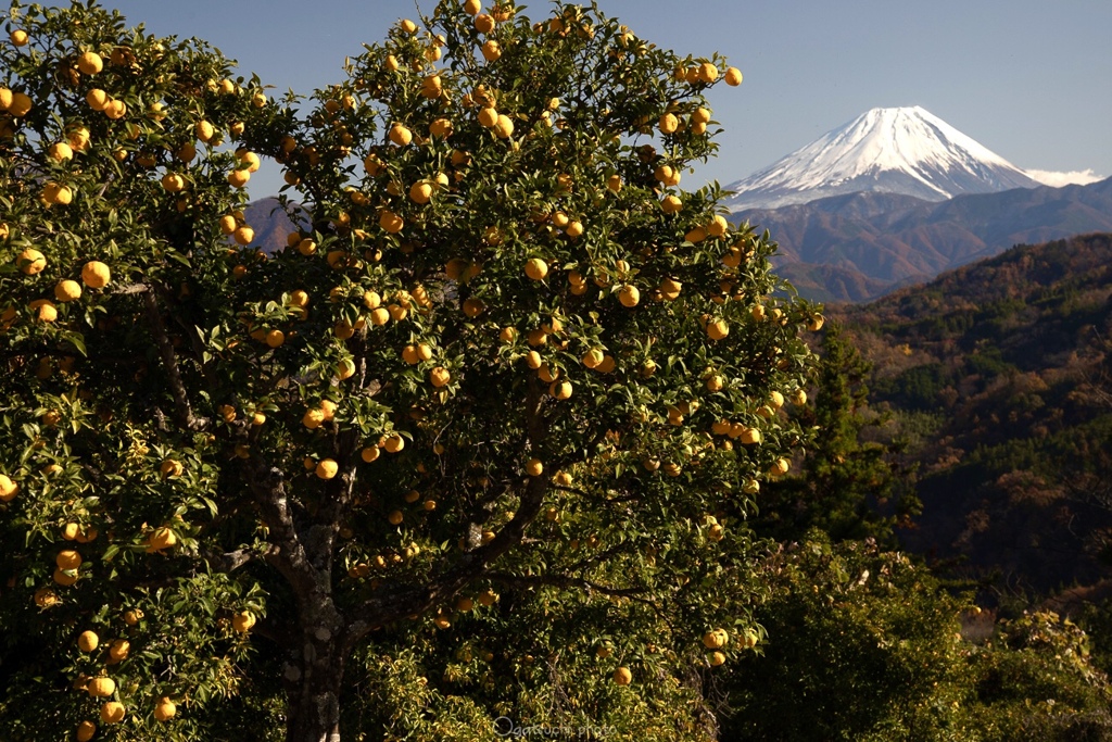 Yuzu to fujisan.