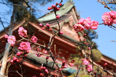 梅と善光寺
