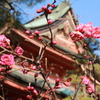 梅と善光寺