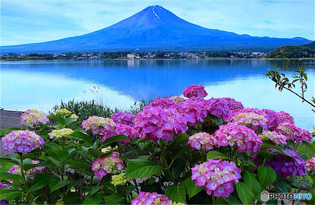 梅雨間の富士と紫陽花