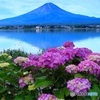 梅雨間の富士と紫陽花