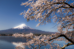 富士と桜④