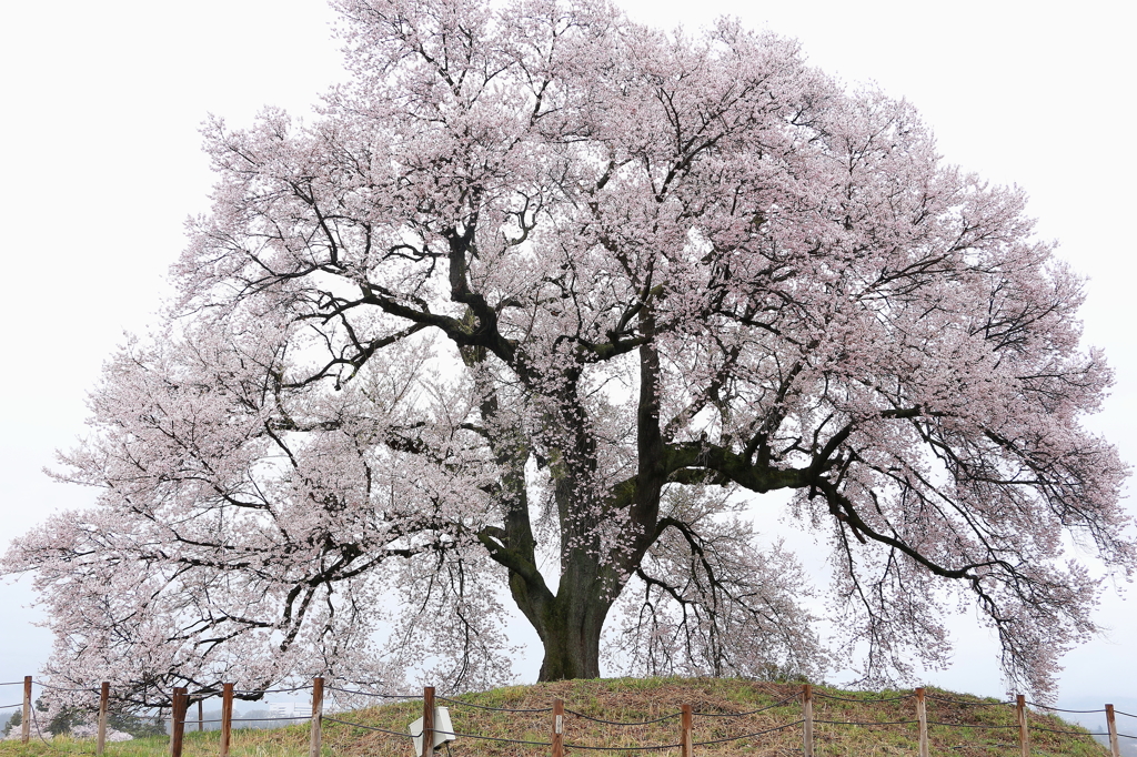 雨の日のわに塚。一本桜