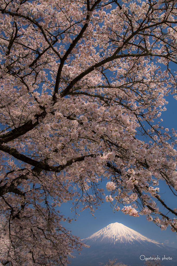 富士と桜⑦
