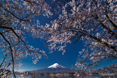 富士と桜③