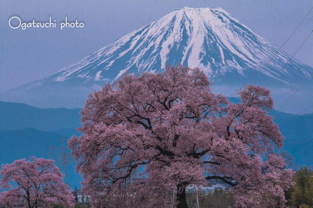 富士と桜①