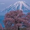 富士と桜①